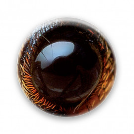 Œil d'araignée